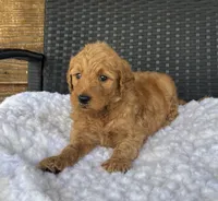 Ginger, a female Goldendoodle for sale in Bogue Chitto, MS – 3 of 5