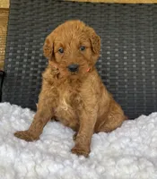 Roxie, a female Goldendoodle for sale in Bogue Chitto, MS – 4 of 4