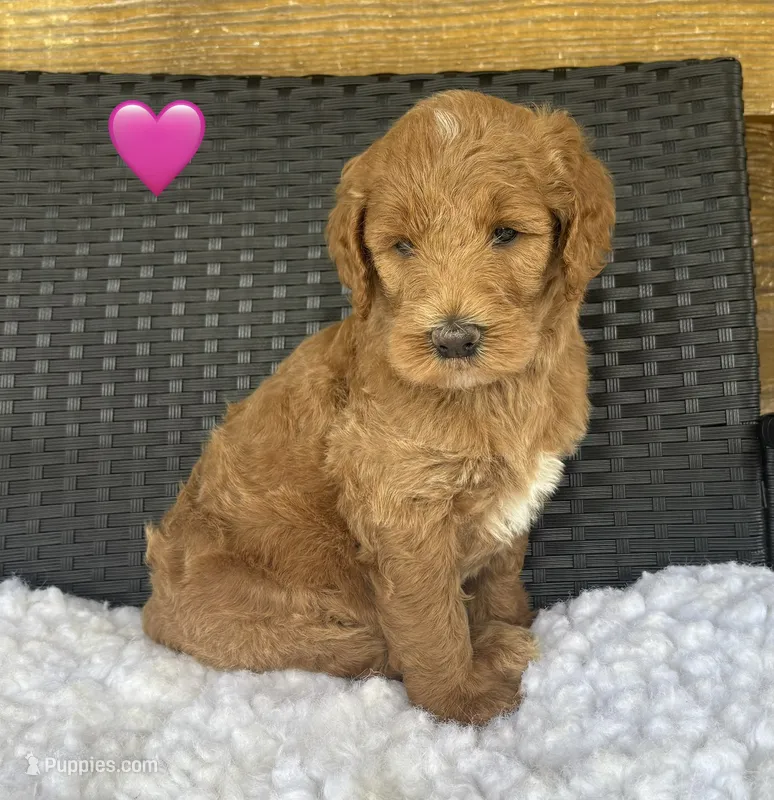 F1b Sophie – Goldendoodle puppy for sale in Bogue Chitto, MS
