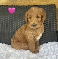 F1b Sophie, a female Goldendoodle for sale in Bogue Chitto, MS – 1 of 4