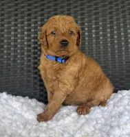 Winston , a male Goldendoodle for sale in Bogue Chitto, MS – 2 of 5