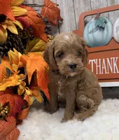 Charlie, a male Cockapoo for sale in Bogue Chitto, MS – 3 of 3