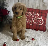 F1 Lime Green, a female Goldendoodle for sale in Bogue Chitto, MS – Photo 5 of 5
