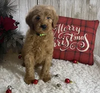 F1 Lime Green, a female Goldendoodle for sale in Bogue Chitto, MS – Photo 3 of 5