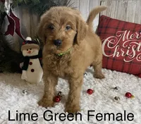 F1 Lime Green, a female Goldendoodle for sale in Bogue Chitto, MS – Photo 1 of 5
