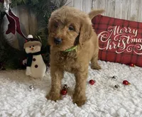 F1 Lime Green, a female Goldendoodle for sale in Bogue Chitto, MS – Photo 2 of 5