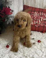 F1 Lime Green, a female Goldendoodle for sale in Bogue Chitto, MS – Photo 4 of 5