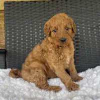 Roxie, a female Goldendoodle for sale in Bogue Chitto, MS – 3 of 4
