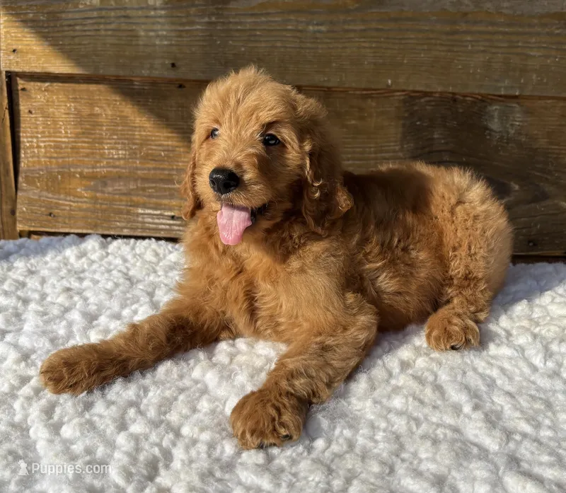 Rocky – Goldendoodle puppy for sale in Bogue Chitto, MS