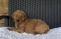 Winston , a male Goldendoodle for sale in Bogue Chitto, MS – 5 of 5