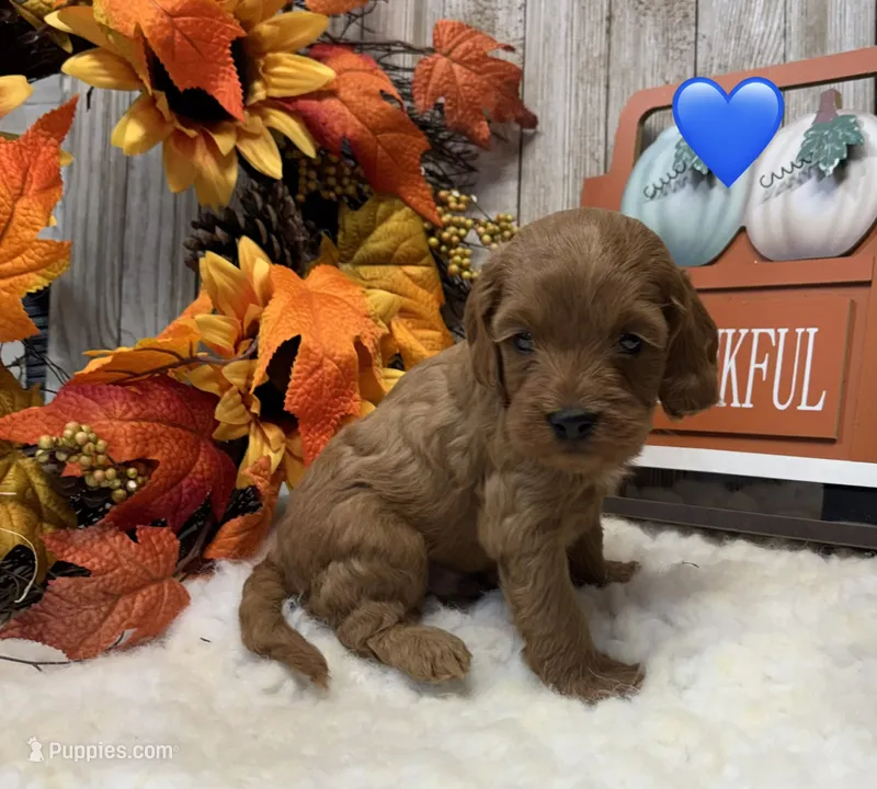 Baxter – Cockapoo puppy for sale in Bogue Chitto, MS