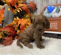 Baxter, a male Cockapoo for sale in Bogue Chitto, MS – 1 of 3