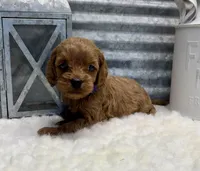 Chloe, a female Cockapoo for sale in Bogue Chitto, MS – Photo 4 of 4