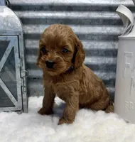 Chloe, a female Cockapoo for sale in Bogue Chitto, MS – Photo 2 of 4