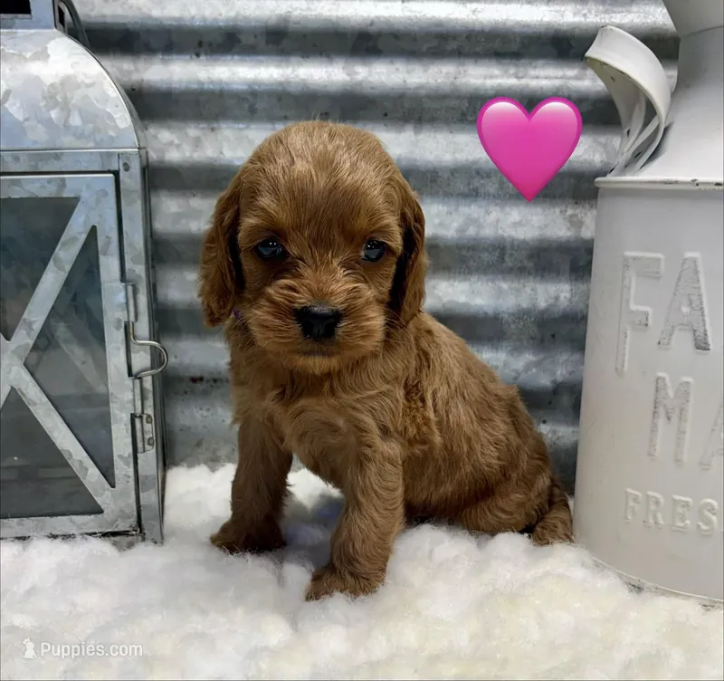 Chloe – Cockapoo puppy for sale in Bogue Chitto, MS
