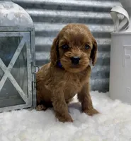 Chloe, a female Cockapoo for sale in Bogue Chitto, MS – Photo 3 of 4