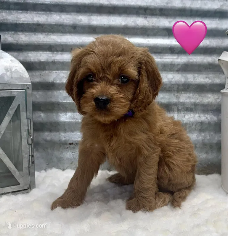 Chloe – Cockapoo puppy for sale in Bogue Chitto, MS