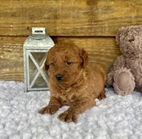 Max, a male Goldendoodle for sale in Bogue Chitto, MS – Photo 3 of 3