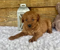 Max, a male Goldendoodle for sale in Bogue Chitto, MS – Photo 2 of 3
