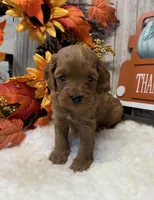 Baxter, a male Cockapoo for sale in Bogue Chitto, MS – 2 of 3