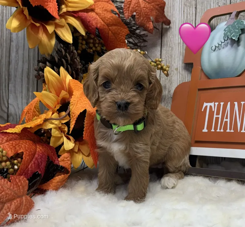 Roxie – Cockapoo puppy for sale in Bogue Chitto, MS