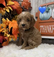 Charlie, a male Cockapoo for sale in Bogue Chitto, MS – 1 of 3