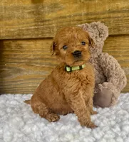 Shiloh, a male Goldendoodle for sale in Bogue Chitto, MS – Photo 1 of 3