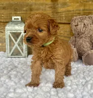 Shiloh, a male Goldendoodle for sale in Bogue Chitto, MS – Photo 2 of 3
