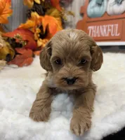 Shiloh, a male Cockapoo for sale in Bogue Chitto, MS – 3 of 6