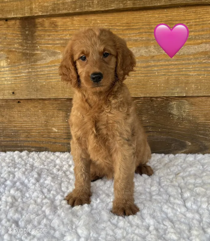 Ginger – Goldendoodle puppy for sale in Bogue Chitto, MS