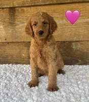 Ginger, a female Goldendoodle for sale in Bogue Chitto, MS – 1 of 4