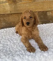Ginger, a female Goldendoodle for sale in Bogue Chitto, MS – 4 of 4