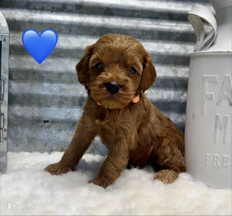 Bailey – Cockapoo puppy for sale in Bogue Chitto, MS