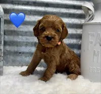 Bailey, a male Cockapoo for sale in Bogue Chitto, MS – Photo 1 of 4