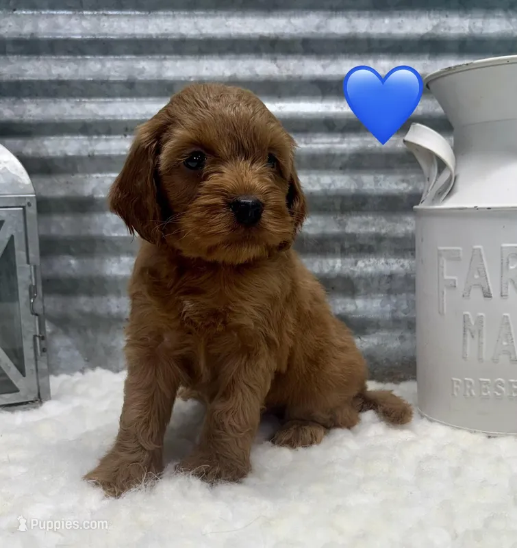 Bailey – Cockapoo puppy for sale in Bogue Chitto, MS