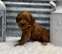 Bailey, a male Cockapoo for sale in Bogue Chitto, MS – Photo 2 of 4
