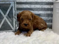 Bailey, a male Cockapoo for sale in Bogue Chitto, MS – Photo 3 of 4