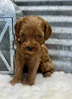 Bailey, a male Cockapoo for sale in Bogue Chitto, MS – Photo 4 of 4