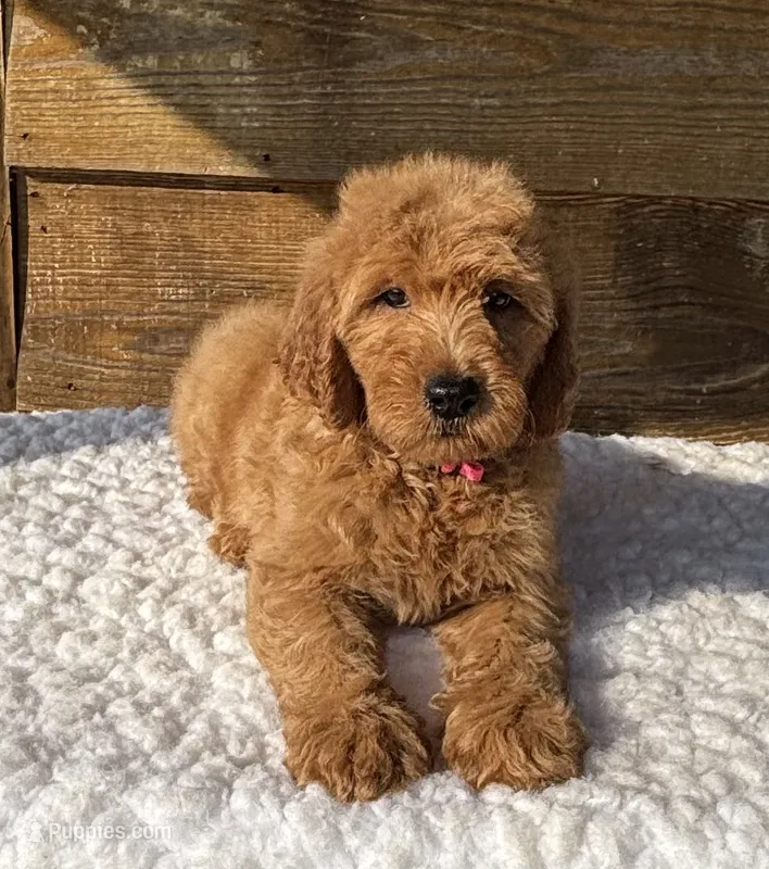 Roxie – Goldendoodle puppy for sale in Bogue Chitto, MS