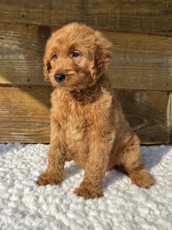 Sandy – Goldendoodle puppy for sale in Bogue Chitto, MS