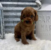 Roxie, a female Cockapoo for sale in Bogue Chitto, MS – Photo 2 of 3