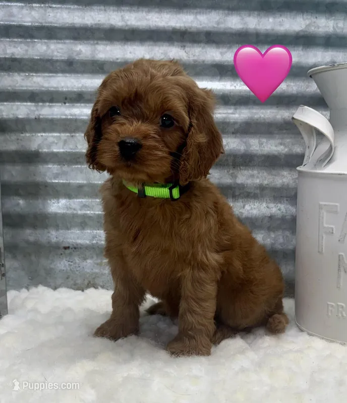 Roxie – Cockapoo puppy for sale in Bogue Chitto, MS