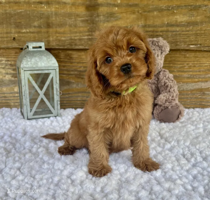 Roxie – Cockapoo puppy for sale in Bogue Chitto, MS