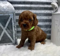 Roxie, a female Cockapoo for sale in Bogue Chitto, MS – Photo 3 of 3