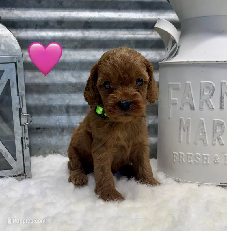 Roxie – Cockapoo puppy for sale in Bogue Chitto, MS
