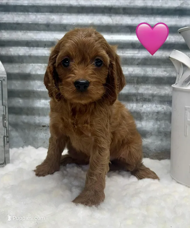 Sara – Cockapoo puppy for sale in Bogue Chitto, MS