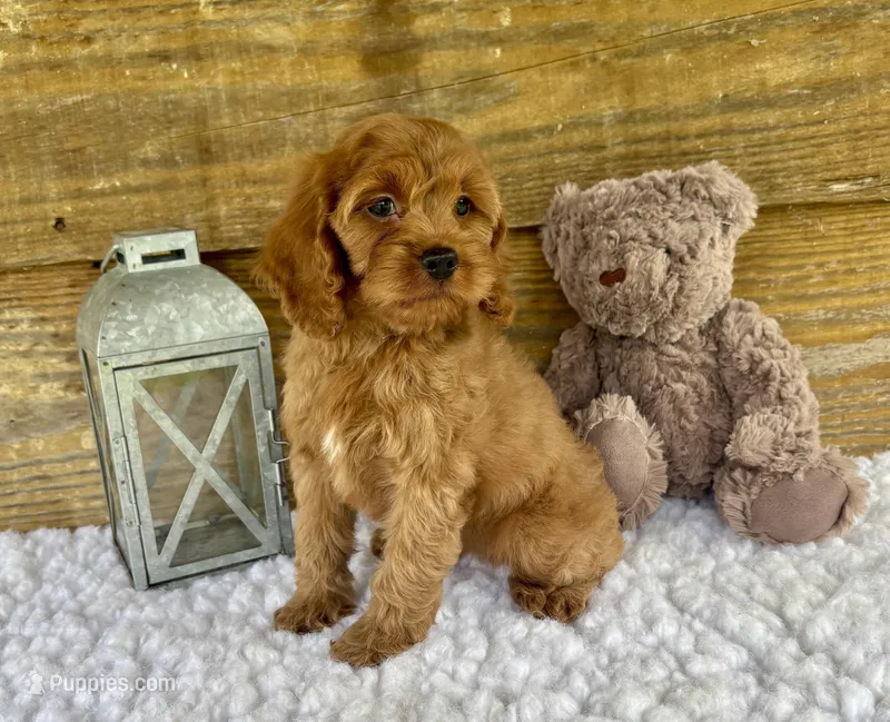 Sara – Cockapoo puppy for sale in Bogue Chitto, MS
