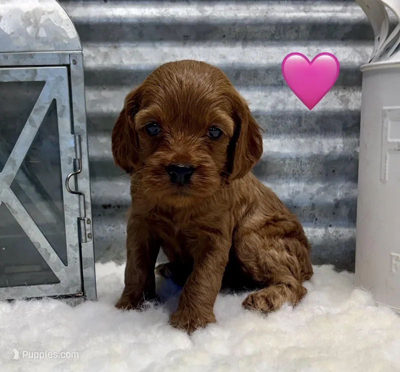 Sara – Cockapoo puppy for sale in Bogue Chitto, MS