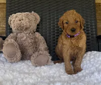 Sandy, a female Goldendoodle for sale in Bogue Chitto, MS – 3 of 4