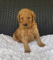 Winnie, a female Goldendoodle for sale in Bogue Chitto, MS – 3 of 5